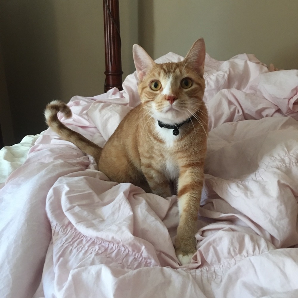 Meet your Posher, Meow